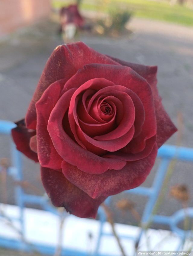 Ноябрьские розы в декабре🌹