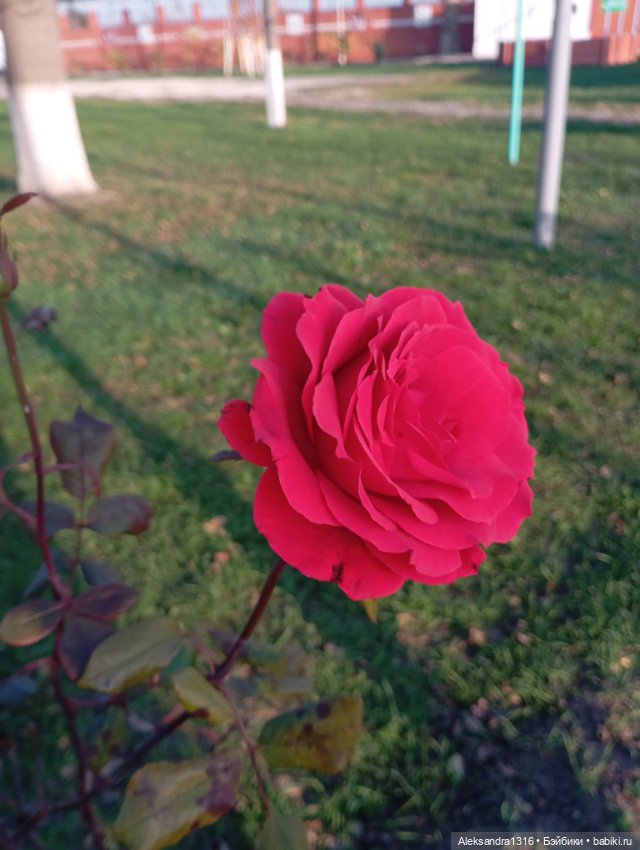 Ноябрьские розы в декабре🌹