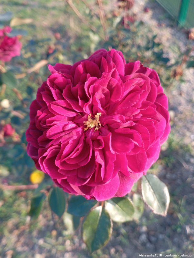 Ноябрьские розы в декабре🌹