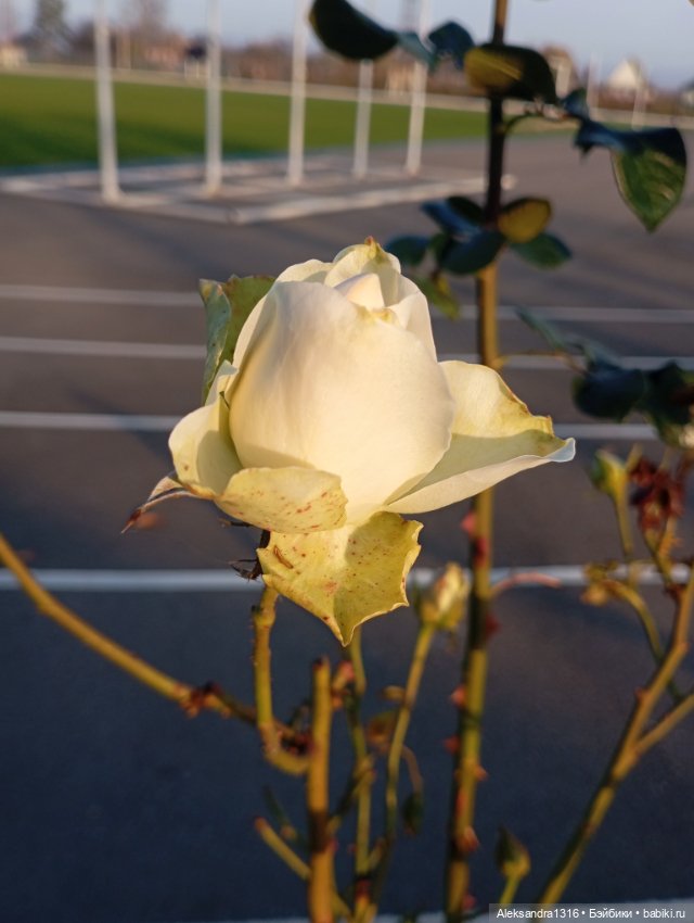 Ноябрьские розы в декабре🌹