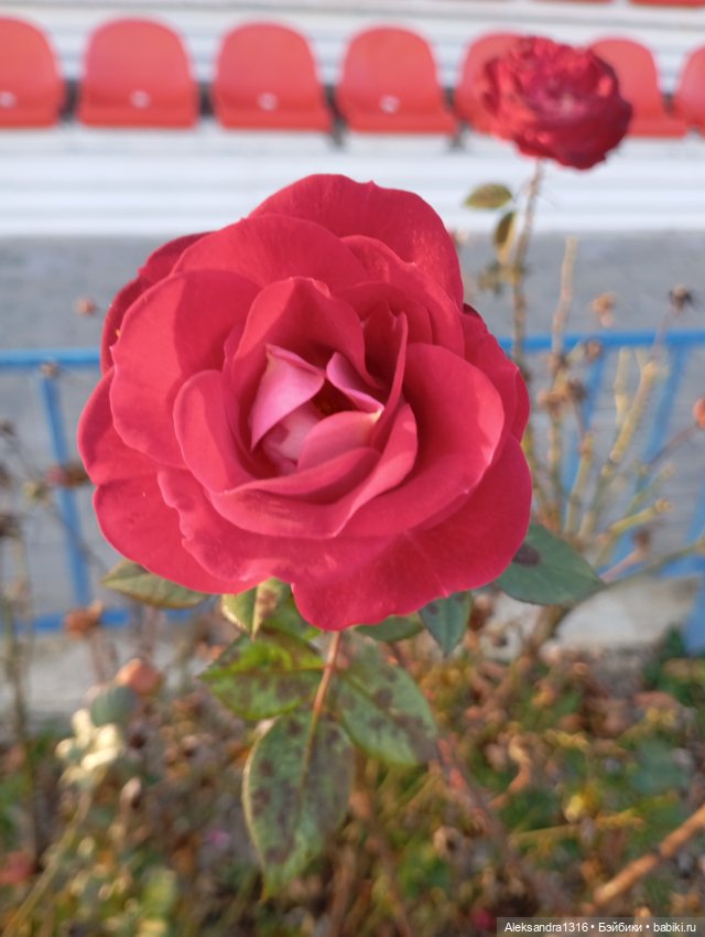 Ноябрьские розы в декабре🌹