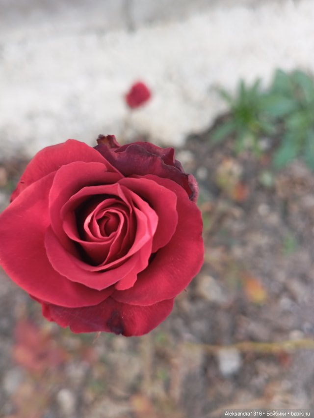 Ноябрьские розы в декабре🌹