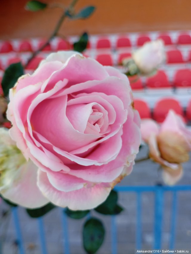 Ноябрьские розы в декабре🌹