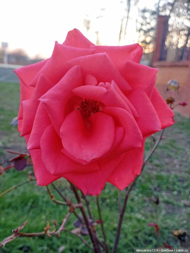 Ноябрьские розы в декабре🌹 (фото 3)