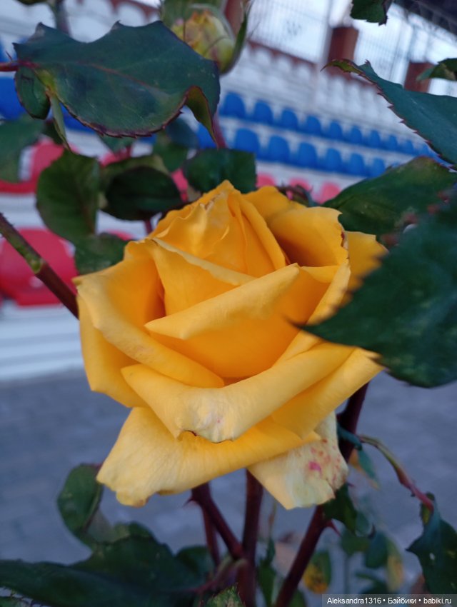 Ноябрьские розы в декабре🌹