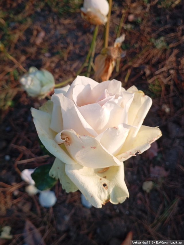 Ноябрьские розы в декабре🌹 (фото 4)