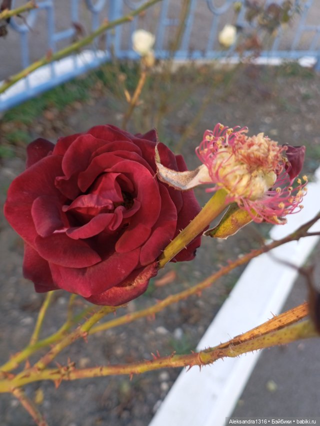 Ноябрьские розы в декабре🌹 (фото 9)