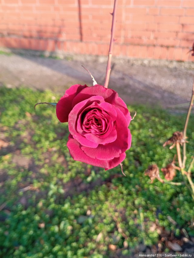 Ноябрьские розы в декабре🌹