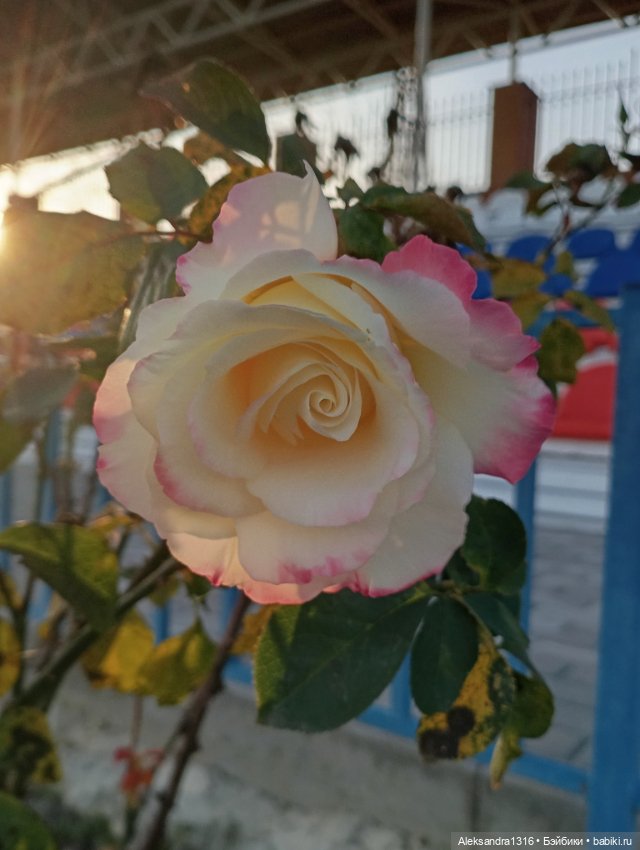 Ноябрьские розы в декабре🌹