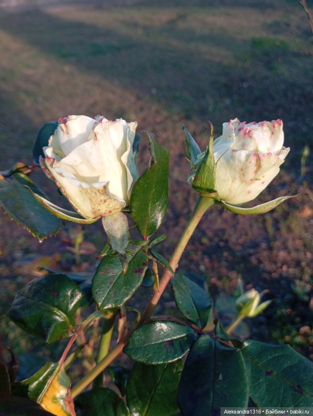 Ноябрьские розы в декабре🌹 (фото 10)