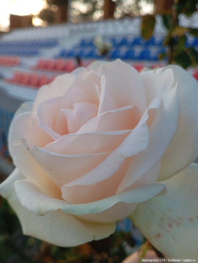 Ноябрьские розы в декабре🌹