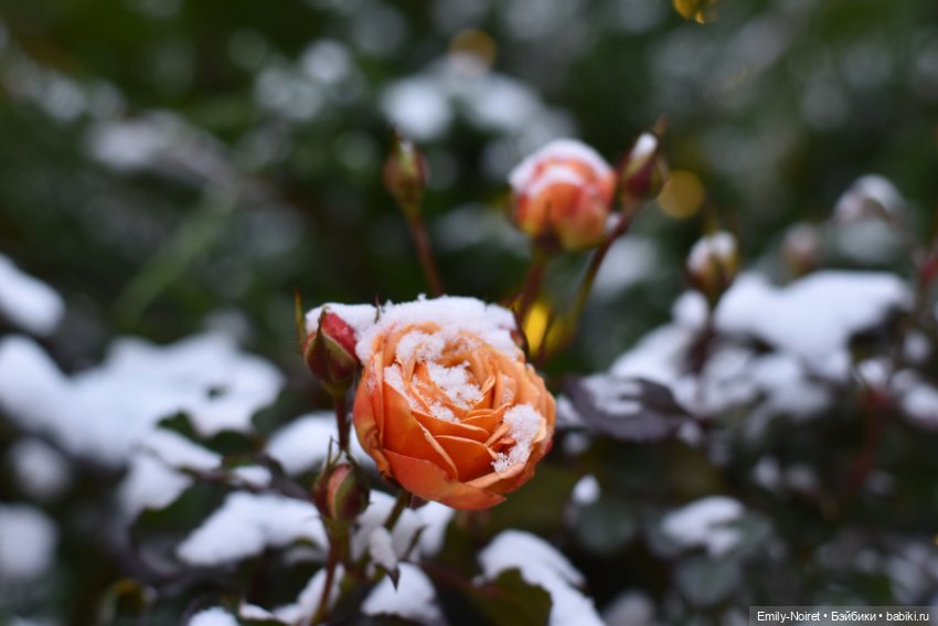 Новогодний центр Москвы — Туризм и путешествия: фотоотчеты из поездок (фото 6)