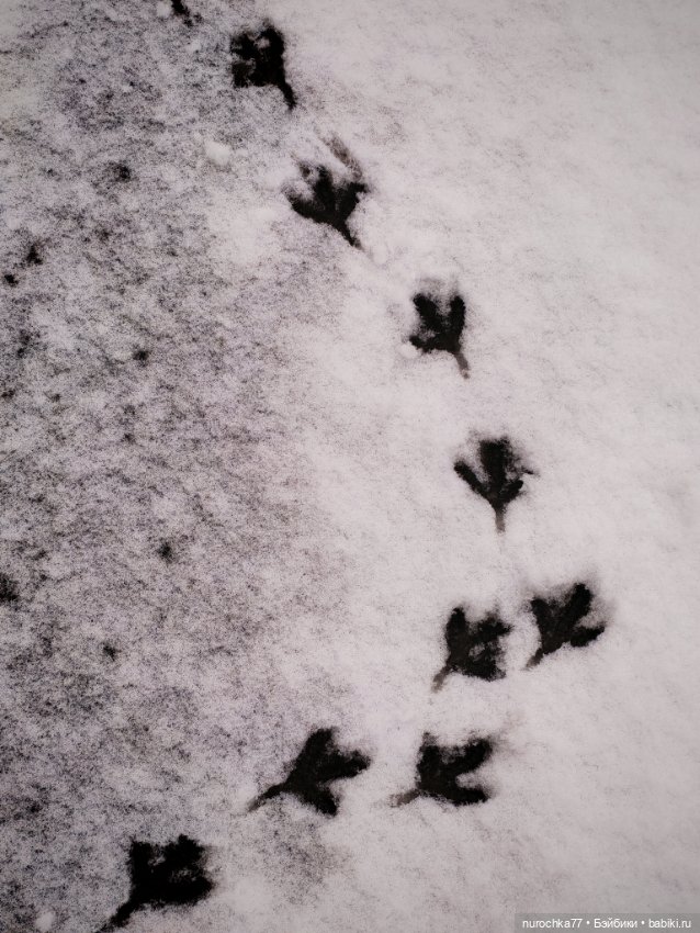 Про Нафочку. Нафочка и первый снег (фото 8)