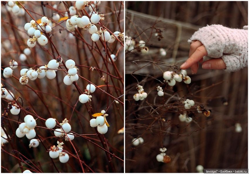 Серо-белый, серебристо-золотистый Новый Год XXI века (фото 3)