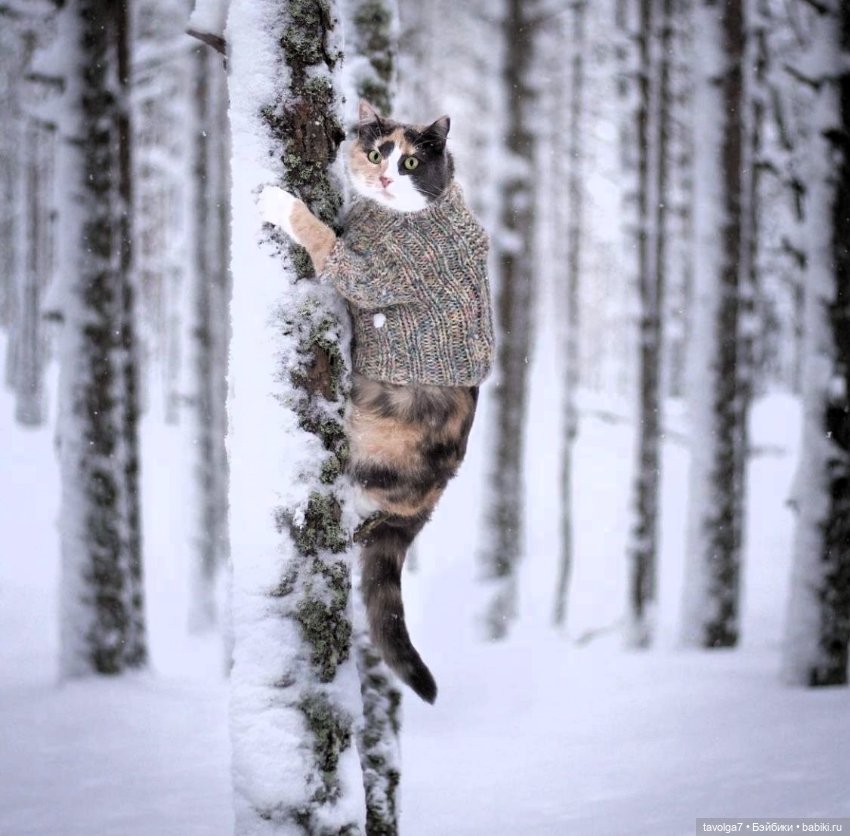 Серо-белый, серебристо-золотистый Новый Год XXI века