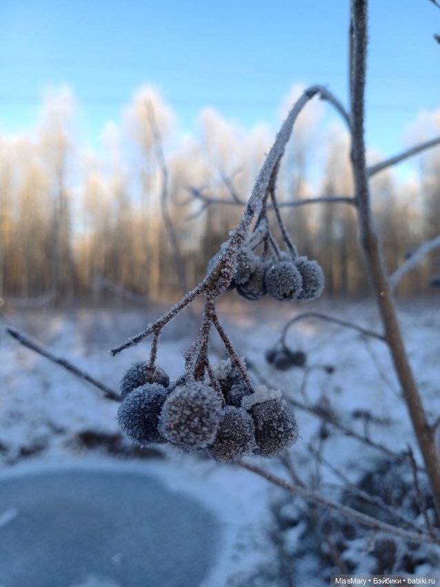 Зимняя сказка — Красивая природа и цветы: фото пейзажей