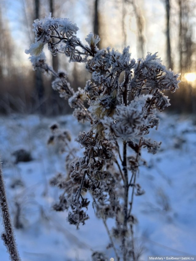 Зимняя сказка — Красивая природа и цветы: фото пейзажей (фото 6)