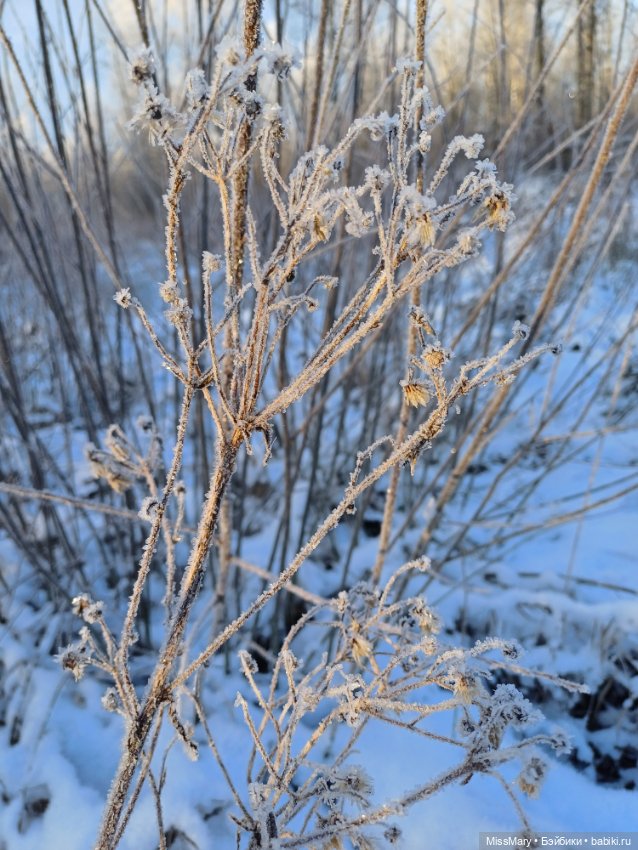 Зимняя сказка — Красивая природа и цветы: фото пейзажей