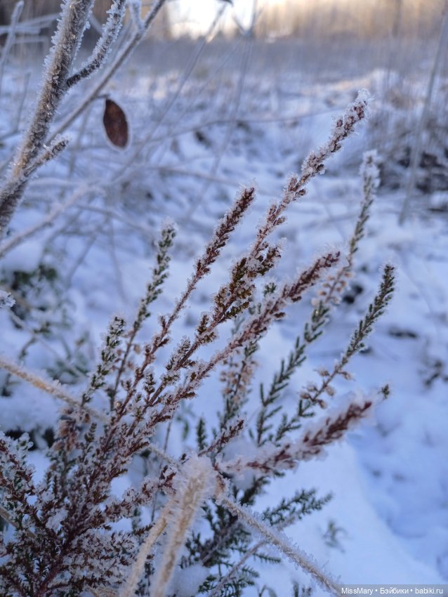 Зимняя сказка — Красивая природа и цветы: фото пейзажей