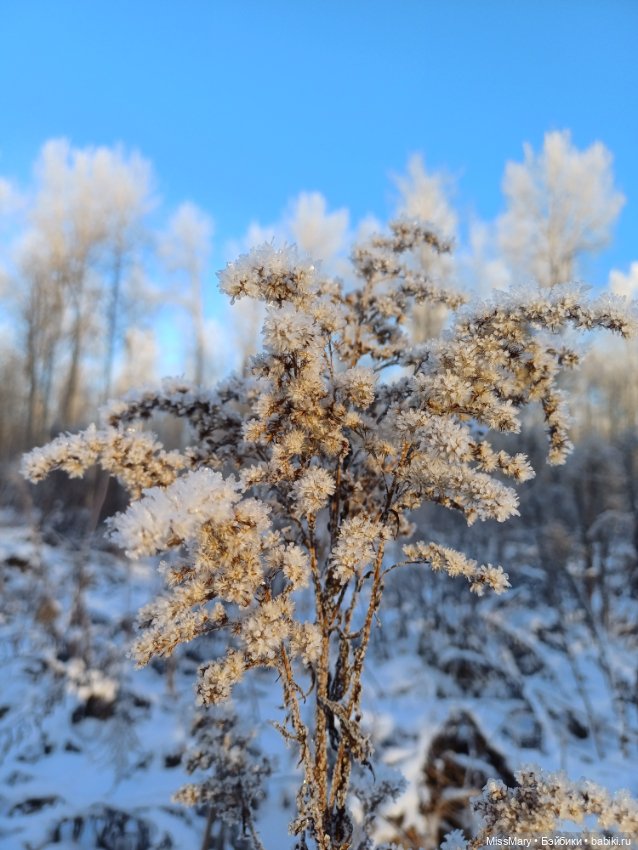Зимняя сказка — Красивая природа и цветы: фото пейзажей