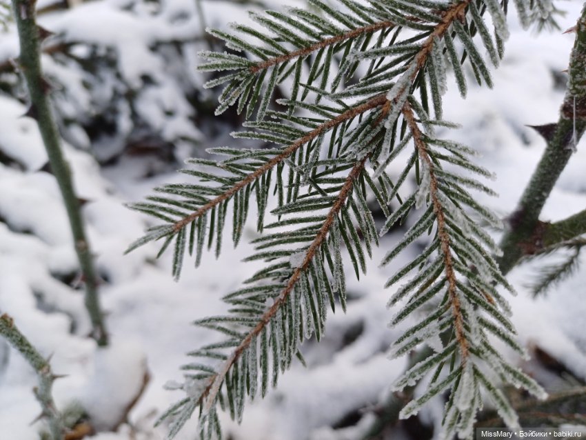 Зимняя сказка — Красивая природа и цветы: фото пейзажей