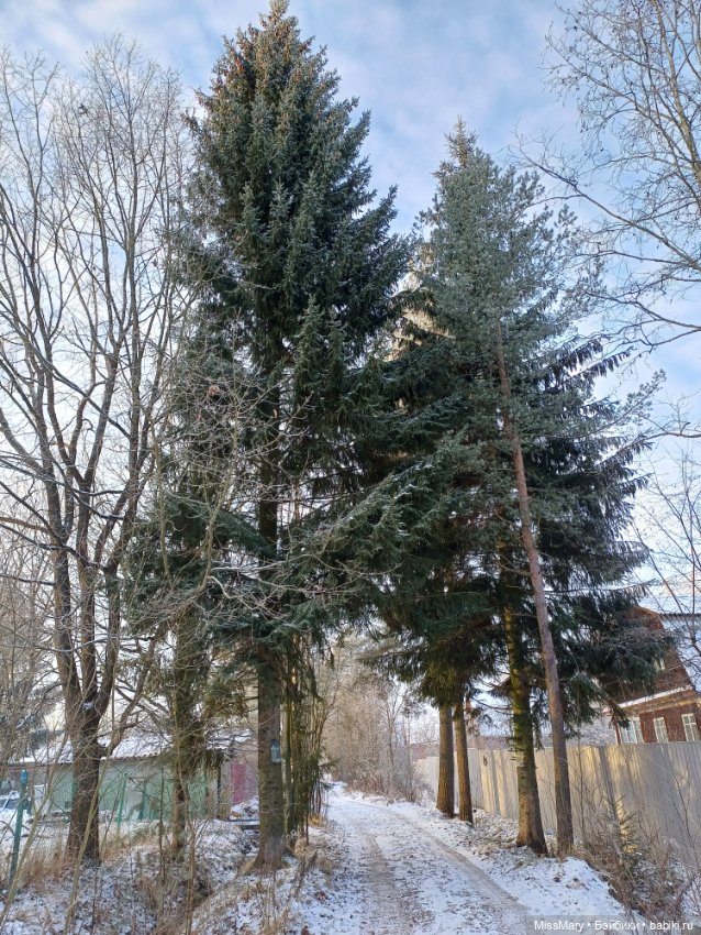 Зимняя сказка — Красивая природа и цветы: фото пейзажей