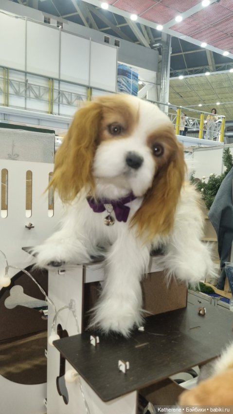 Мишки Тедди с выставки на Тишинке, 2025. Продолжение