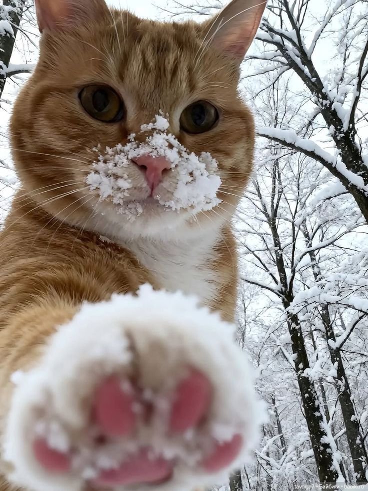 Новогодние печенья и зефир