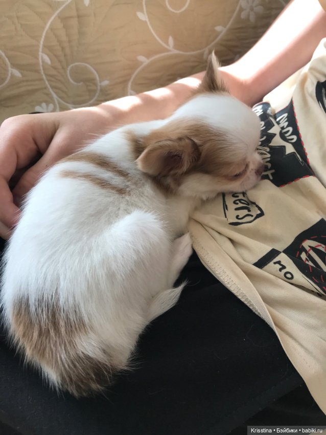 Любимый Сэм ♥️ — Болталка и разговоры обо всем: жизнь (фото 10)