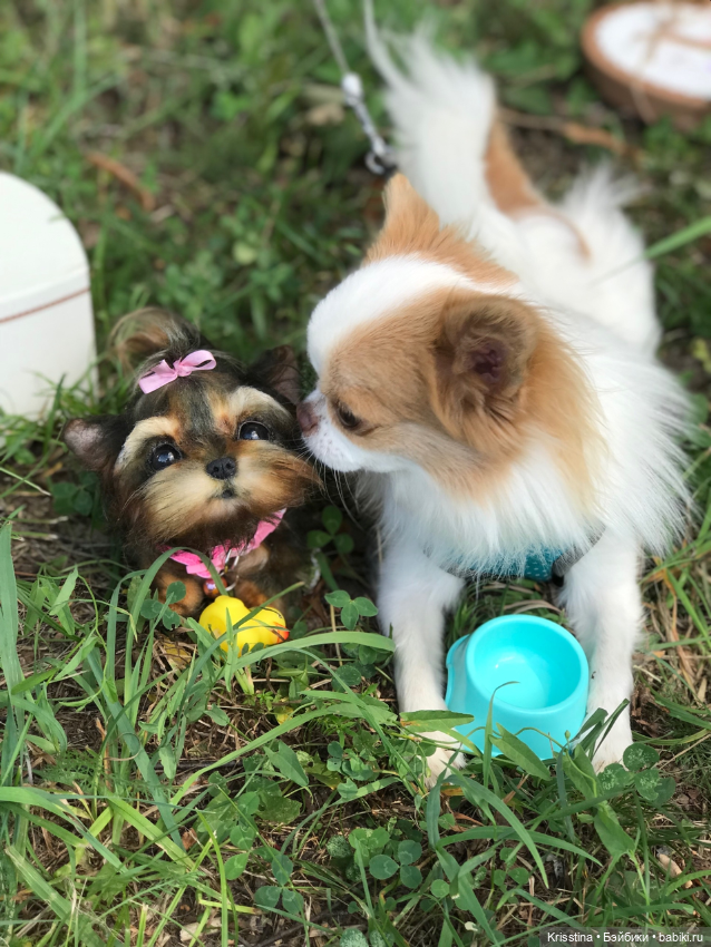 Любимый Сэм ♥️ — Болталка и разговоры обо всем: жизнь