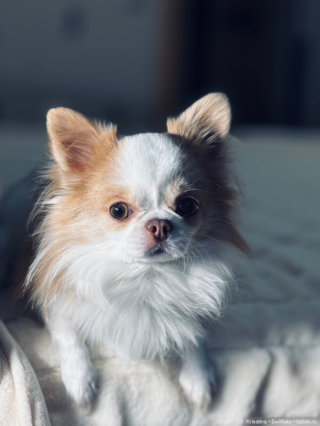 Любимый Сэм ♥️ — Болталка и разговоры обо всем: жизнь