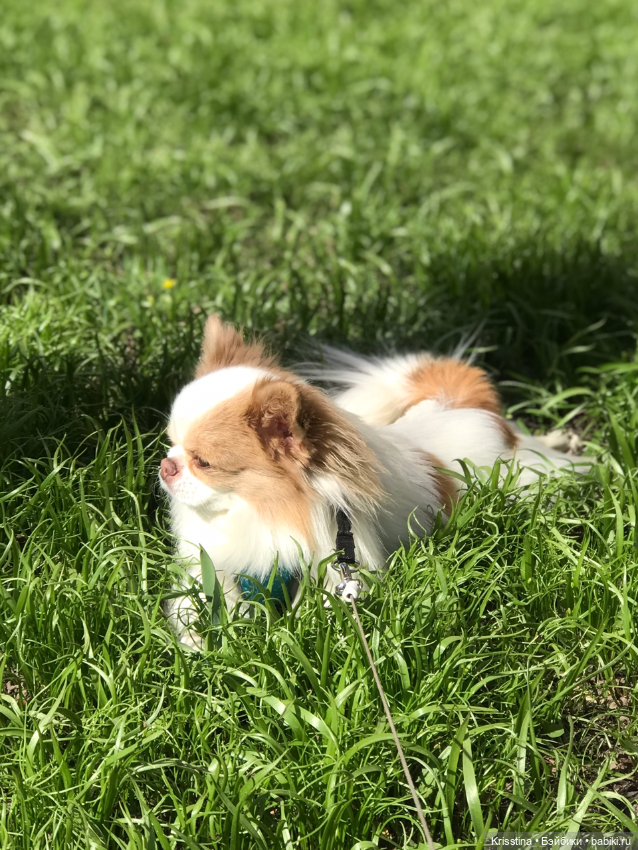 Любимый Сэм ♥️ — Болталка и разговоры обо всем: жизнь