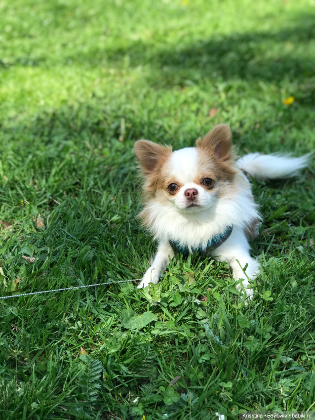 Любимый Сэм ♥️ — Болталка и разговоры обо всем: жизнь