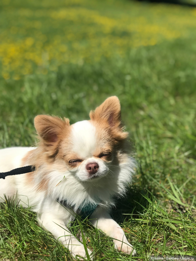 Любимый Сэм ♥️ — Болталка и разговоры обо всем: жизнь