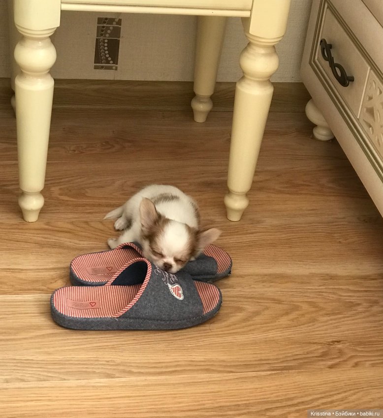 Любимый Сэм ♥️ — Болталка и разговоры обо всем: жизнь (фото 8)