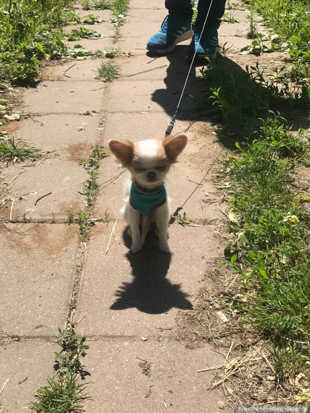 Любимый Сэм ♥️ — Болталка и разговоры обо всем: жизнь (фото 2)