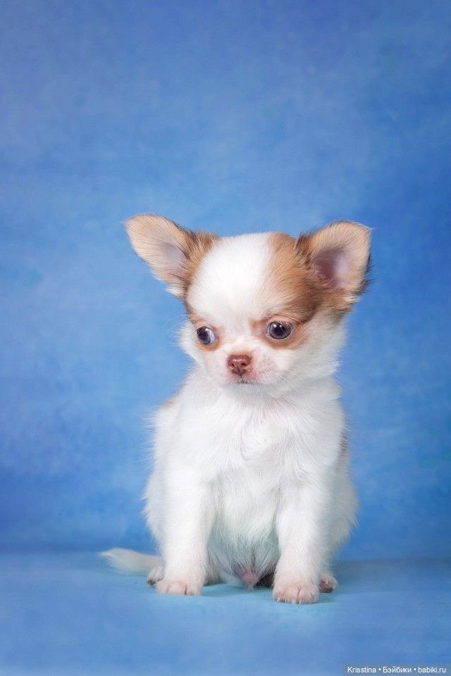 Любимый Сэм ♥️ — Болталка и разговоры обо всем: жизнь