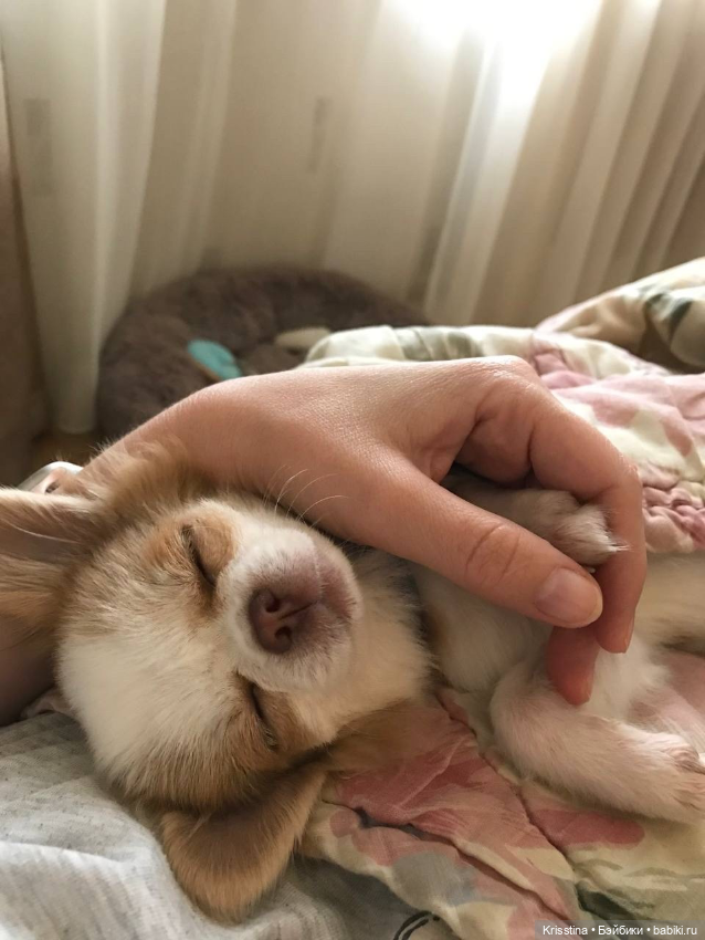 Любимый Сэм ♥️ — Болталка и разговоры обо всем: жизнь