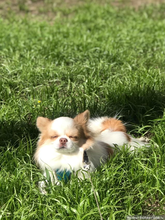 Любимый Сэм ♥️ — Болталка и разговоры обо всем: жизнь