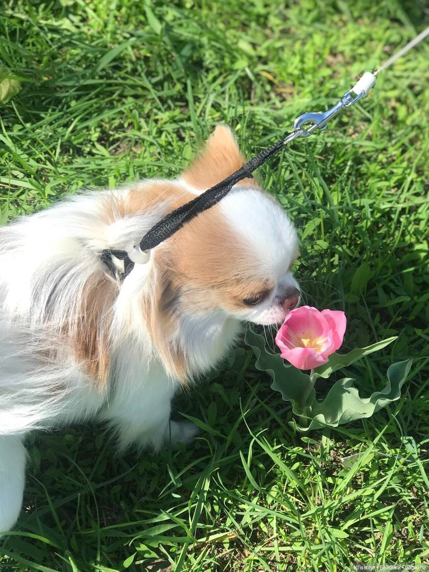 Любимый Сэм ♥️ — Болталка и разговоры обо всем: жизнь