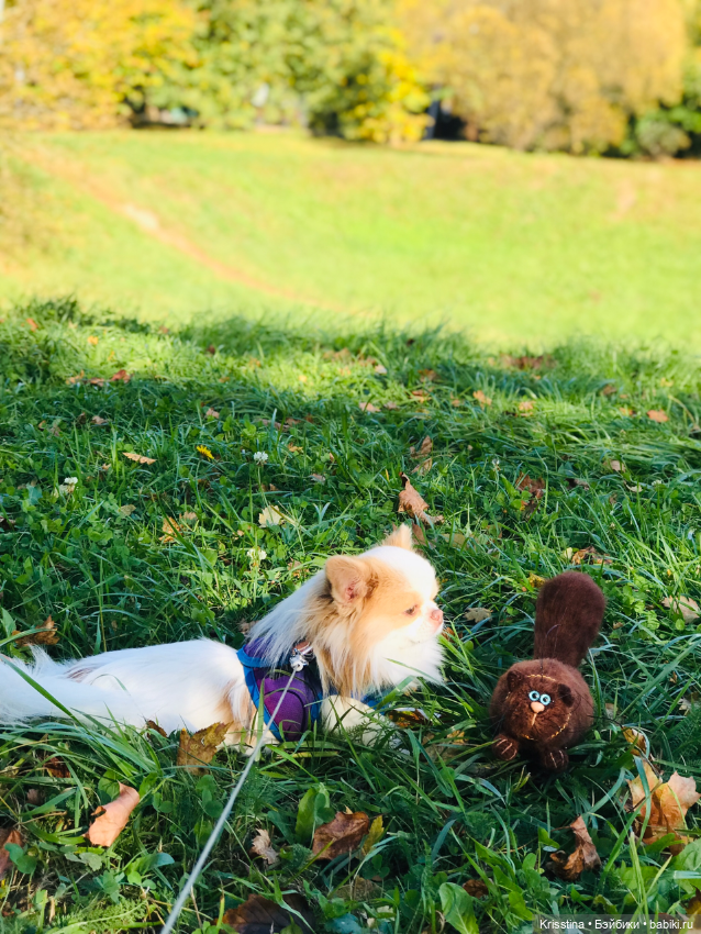 Любимый Сэм ♥️ — Болталка и разговоры обо всем: жизнь