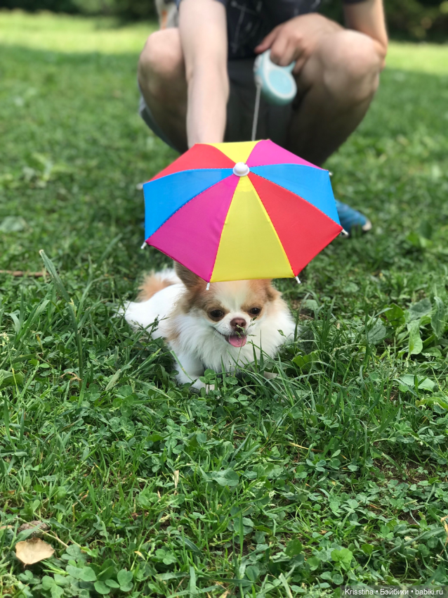 Любимый Сэм ♥️ — Болталка и разговоры обо всем: жизнь