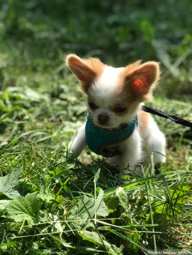 Любимый Сэм ♥️ — Болталка и разговоры обо всем: жизнь (фото 3)