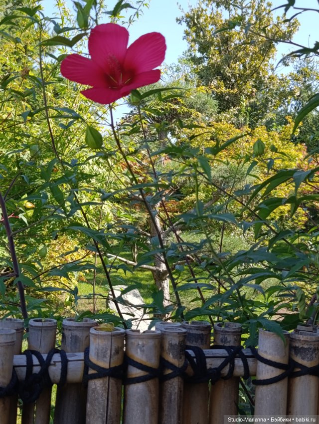 Катюшка в японском саду в Краснодаре