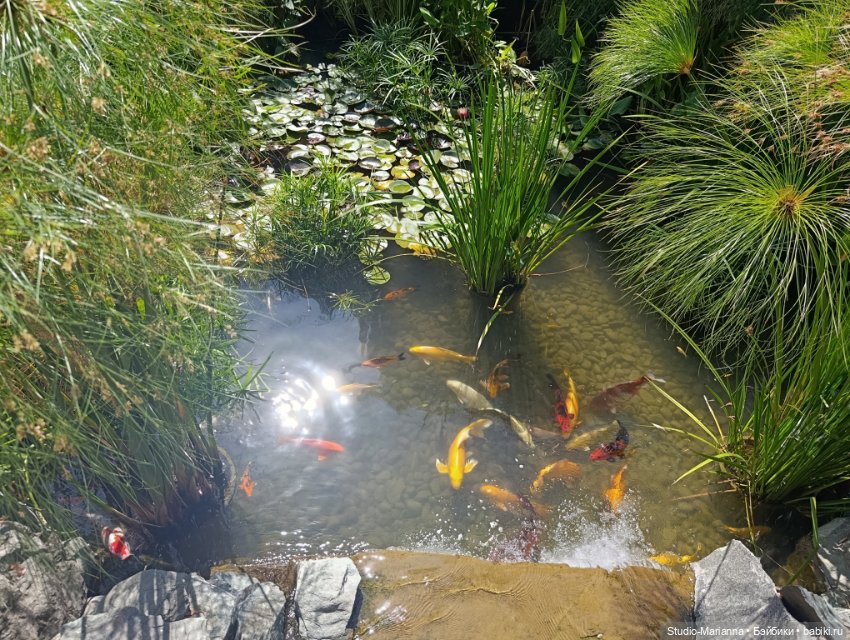 Катюшка в японском саду в Краснодаре