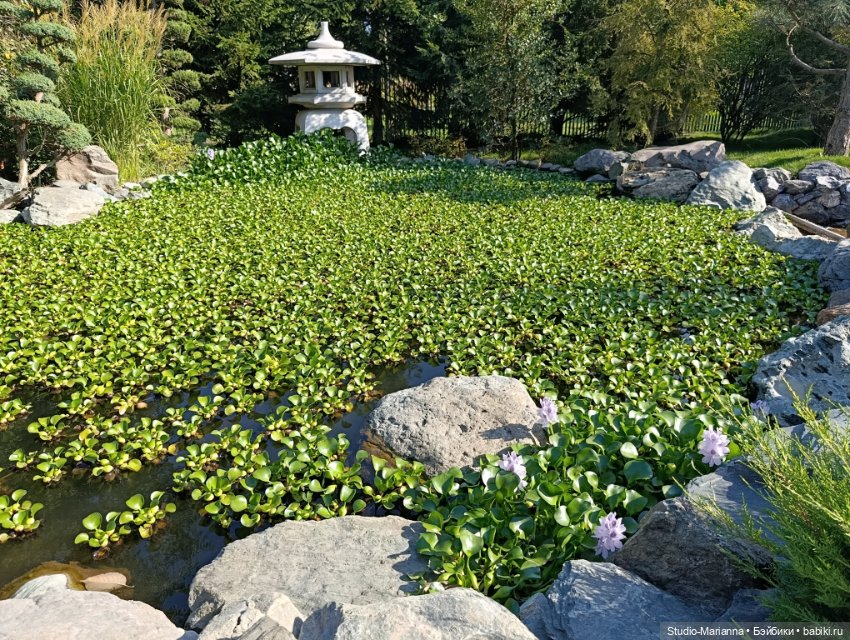 Катюшка в японском саду в Краснодаре