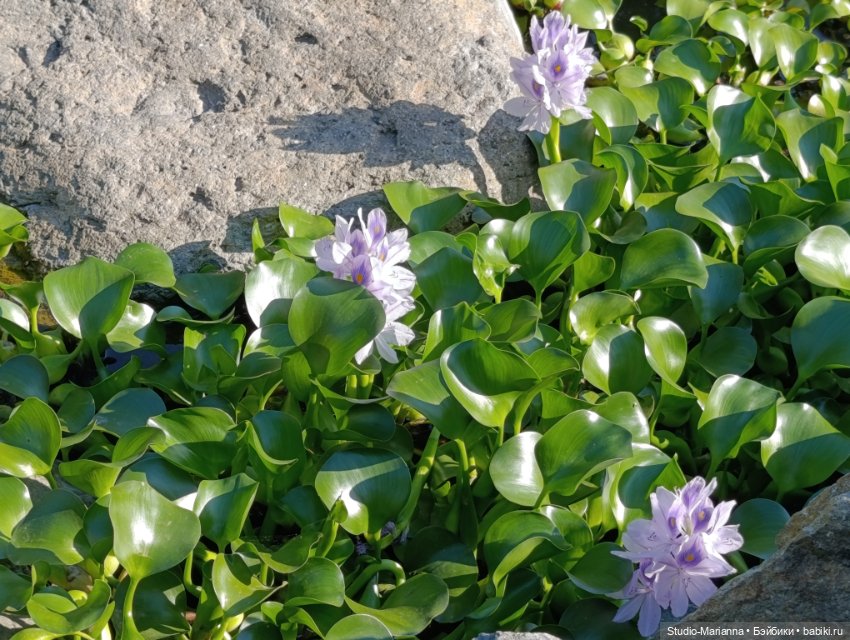 Катюшка в японском саду в Краснодаре