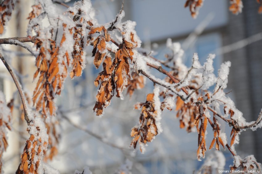 Смотри, какая красота — Разные шарнирные куклы (не БЖД): редкие (фото 4)