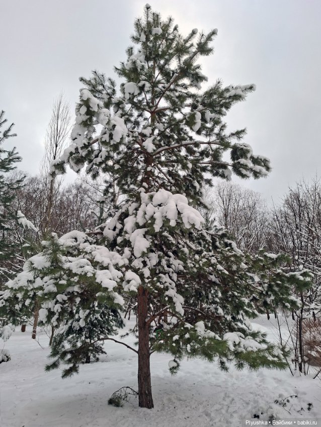 После снегопада — Игрушки Labubu (Лабубу) и The Monsters: Pop Mart