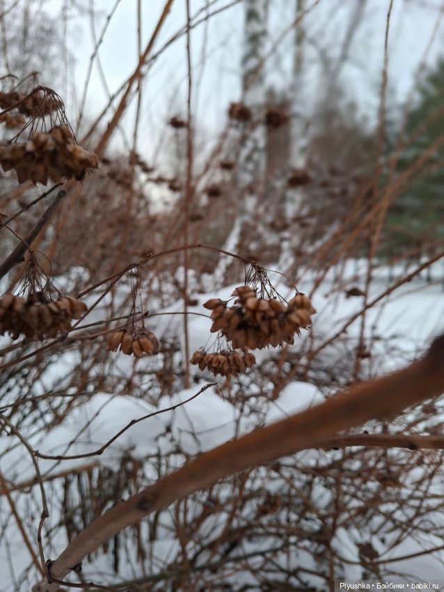 После снегопада — Игрушки Labubu (Лабубу) и The Monsters: Pop Mart